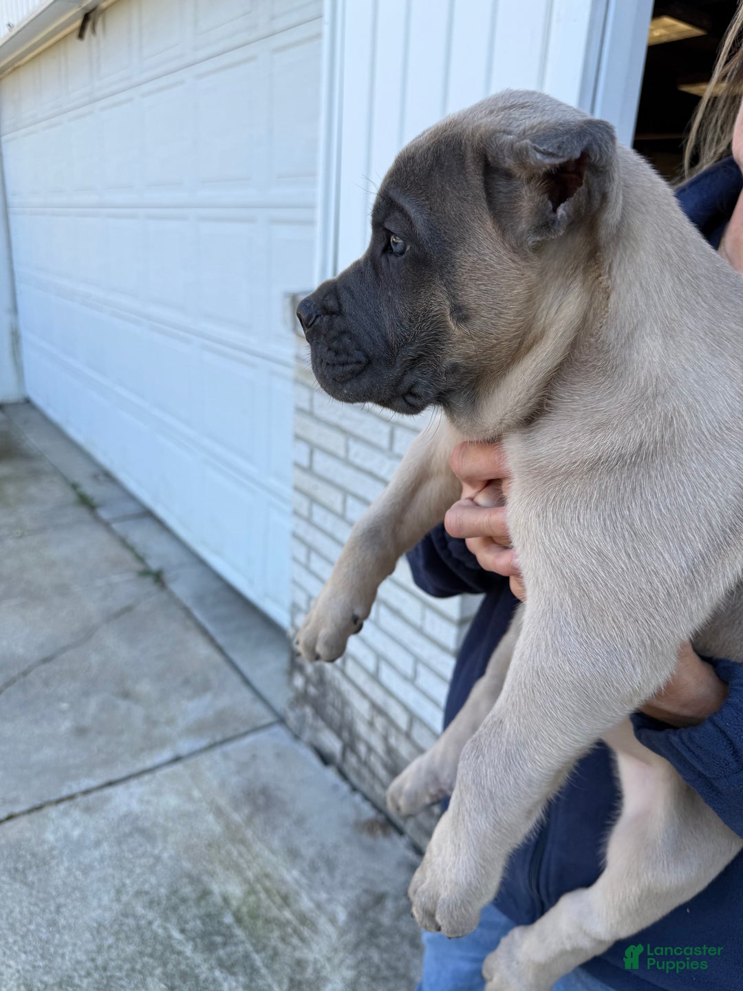 Cane Corso dogs for sale: Zeus - Ad 4