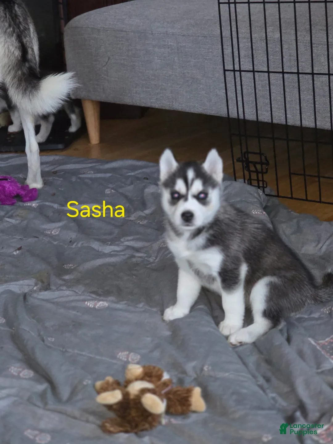 Siberian Husky dogs for sale: Sasha - Ad 2