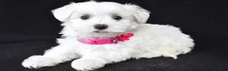Maltese dogs for sale: Tori - Ad 2
