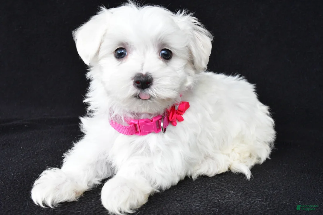 Maltese dogs for sale: Tori - Ad 2