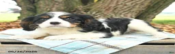 Cavalier King Charles Spaniel dogs for sale: Kim  - Ad 3