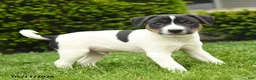 Jack Russell Terrier dogs for sale: Ben - Ad 3