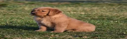 Golden Retriever dogs for sale: Pepper    Genetic/OFA - Ad 11