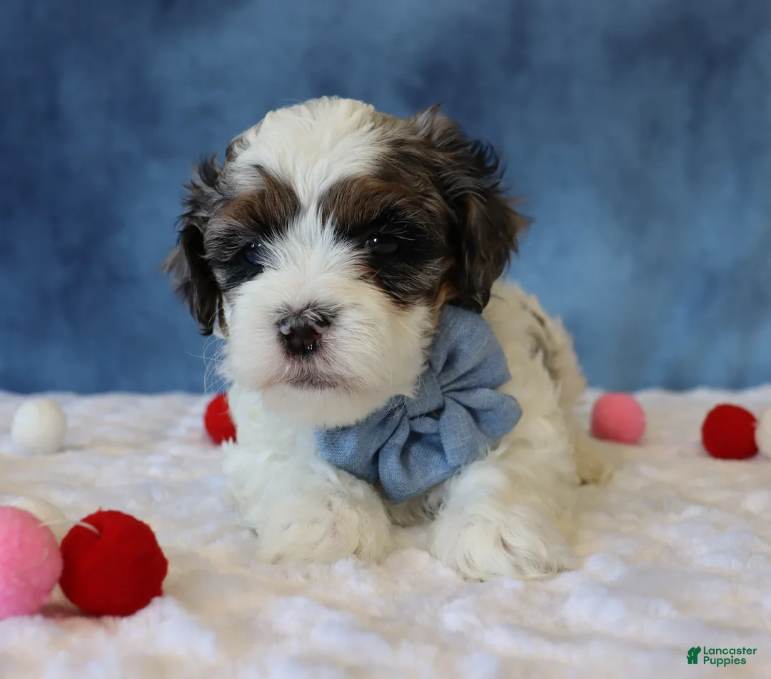 Shihpoo dogs for sale: Parker - Ad 3