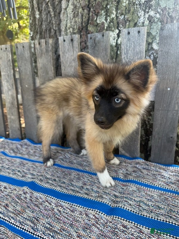 Pomsky dogs Daisy - Ad 1