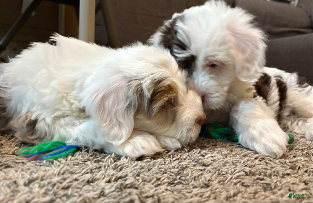 Bernedoodle dogs for sale: Dave - Ad 6