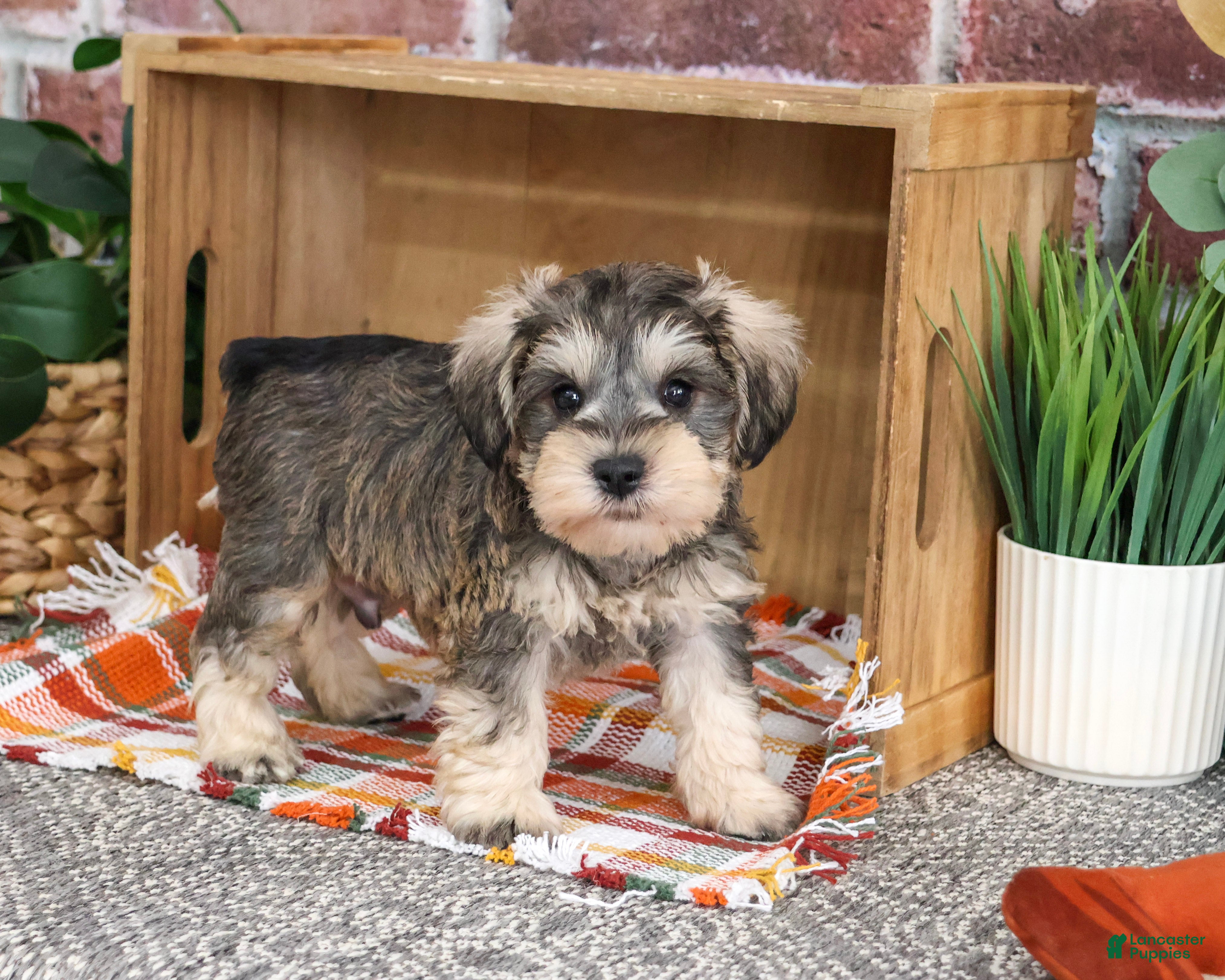 Miniature Schnauzer dogs Reagan - Ad 39