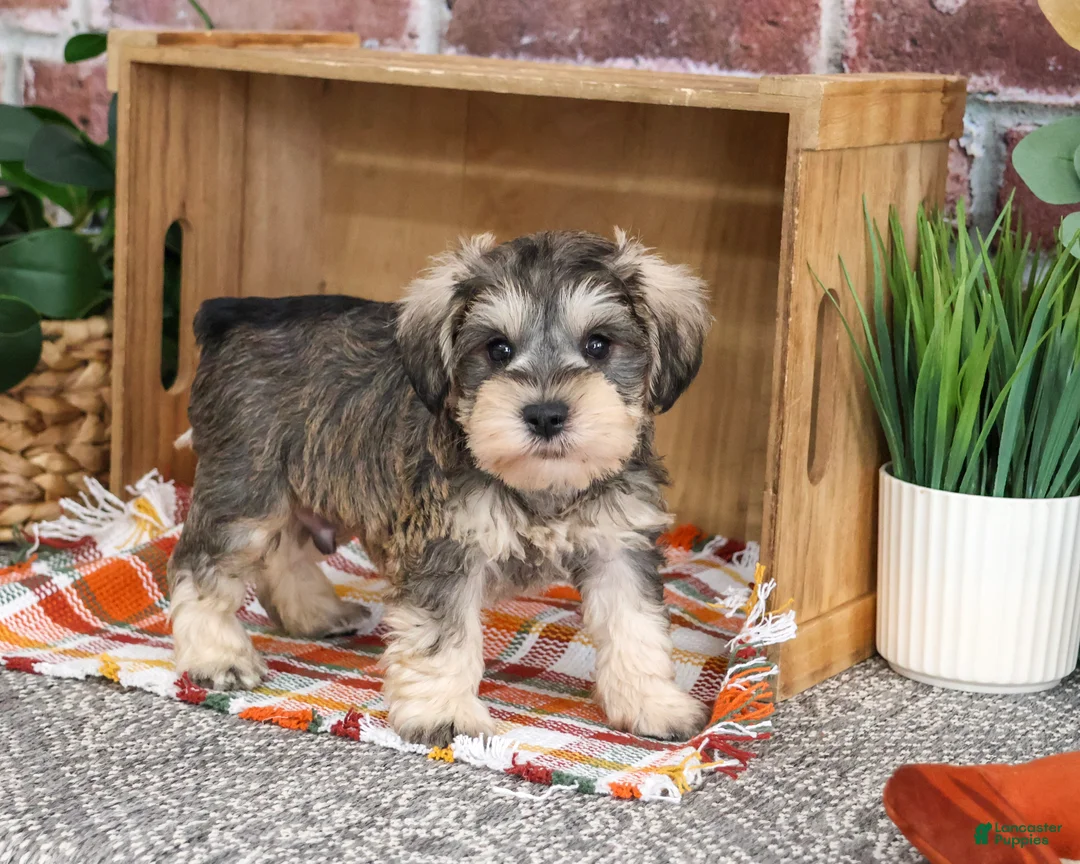 Miniature Schnauzer dogs for sale: Reagan - Ad 1