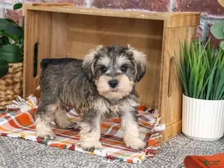 Miniature Schnauzer dogs Reagan - Ad 28