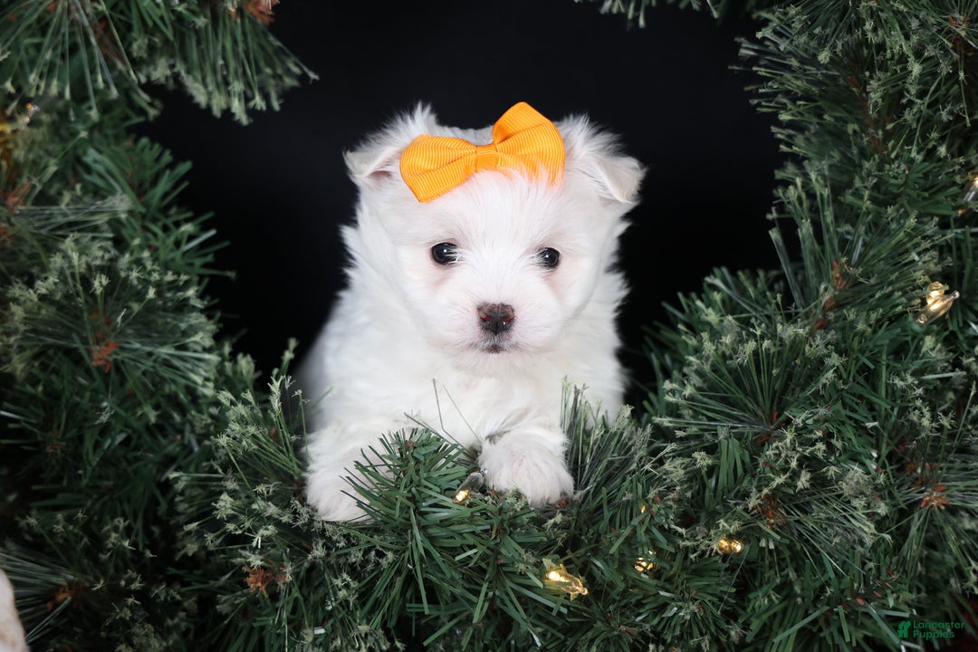 Maltese dogs for sale: APOLLO - Ad 14