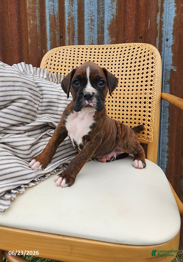 Boxer dogs Chuck - Ad 2