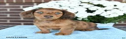 Miniature Dachshund dogs for sale: Jasper - Ad 3