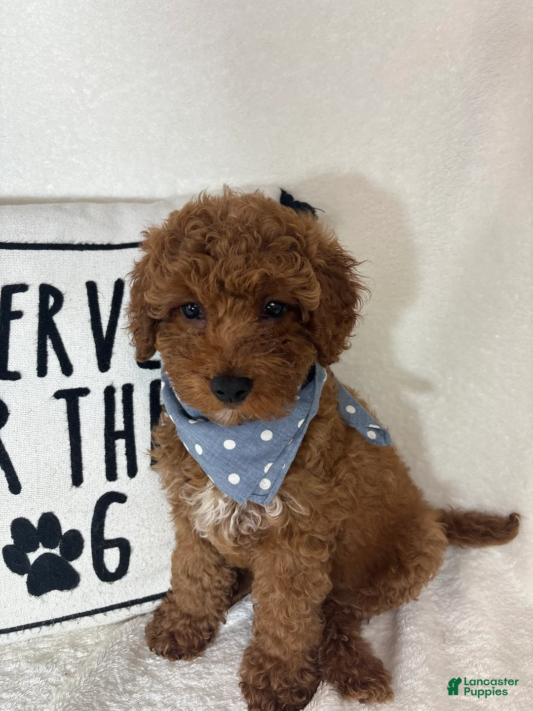 Mini Goldendoodle dogs for sale: Gage - Ad 4