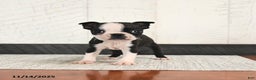 Boston Terrier dogs for sale: Parker - Ad 3