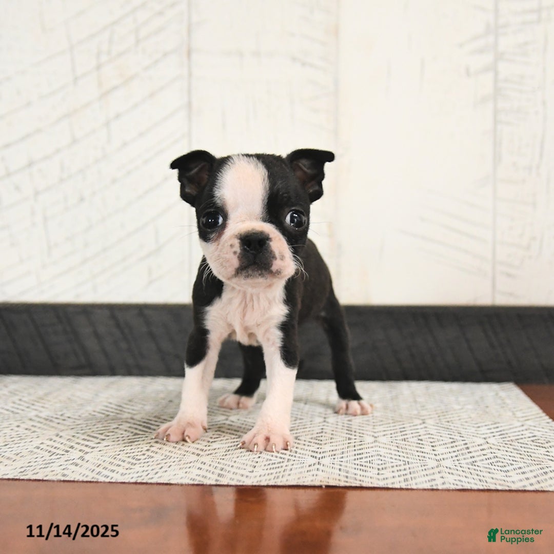 Boston Terrier dogs for sale: Parker - Ad 3