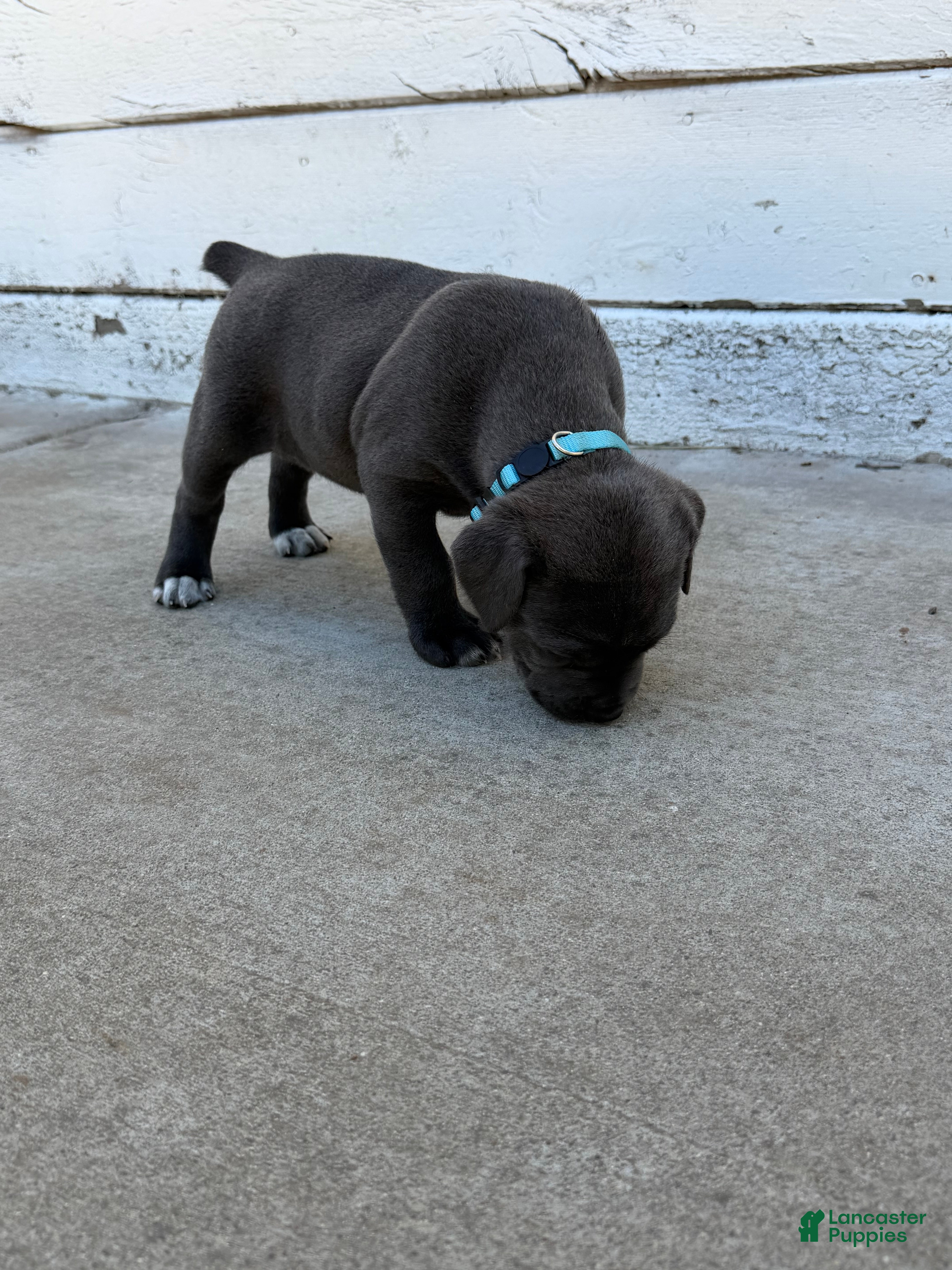Cane Corso dogs Light Blue - Ad 2