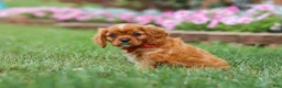Cavalier King Charles Spaniel dogs for sale: Mason - Ad 4