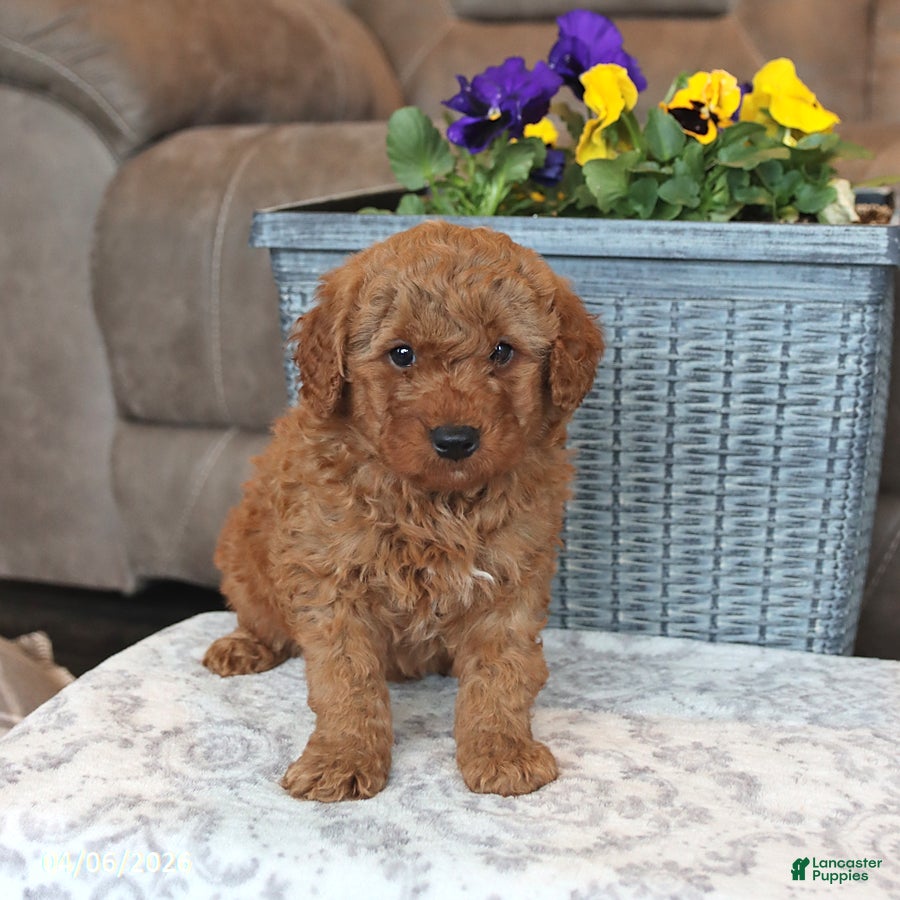 Mini Aussiedoodle dogs Teddy - Ad 2