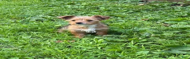 Yorkshire Terrier 2