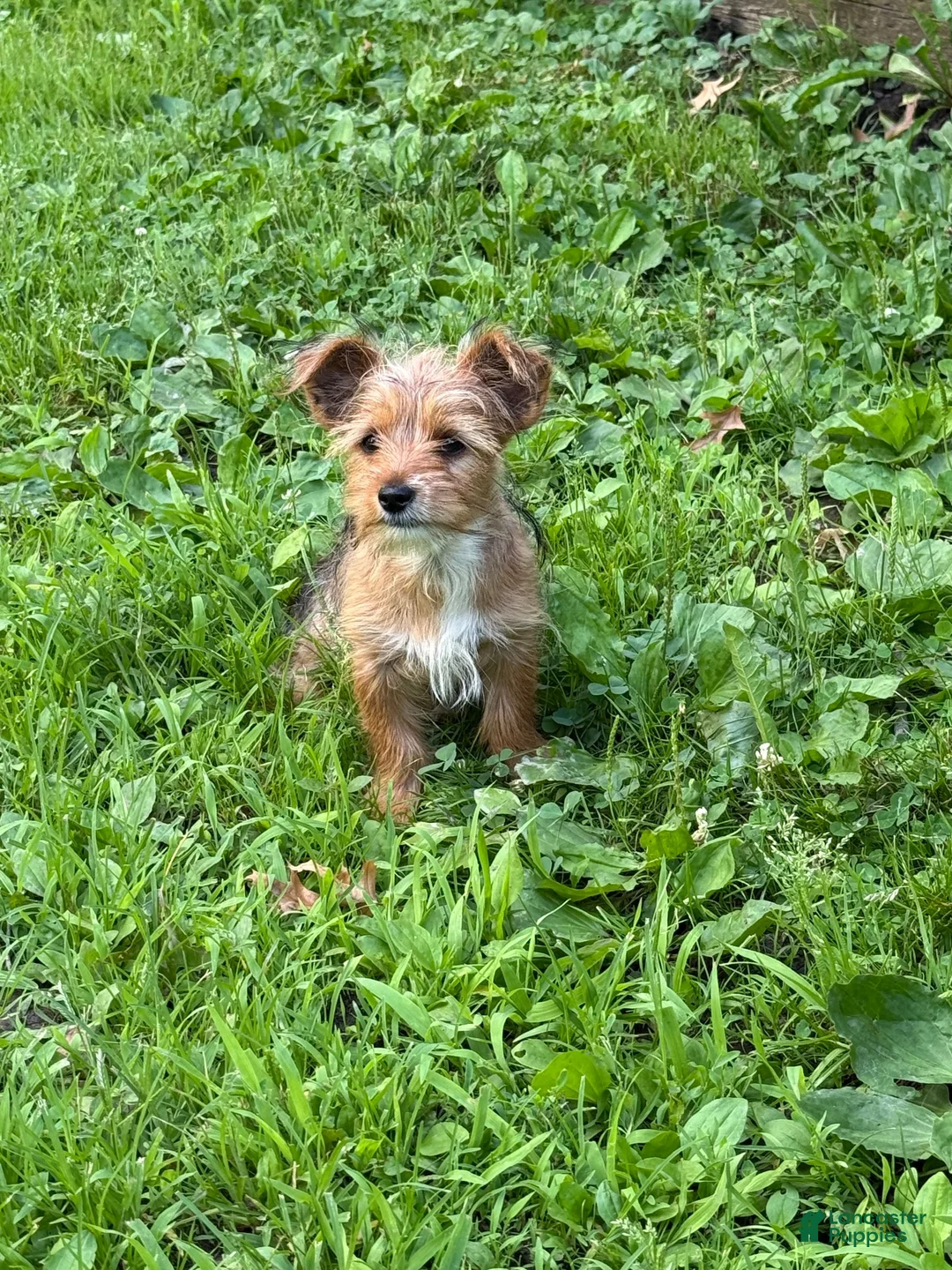 Yorkshire Terrier dogs for sale: Yorkshire Terrier 2 - Ad 1