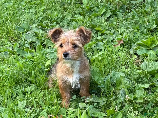 Yorkshire Terrier dogs for sale: Yorkshire Terrier 2 - Ad 1