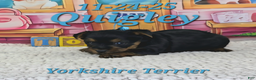 Yorkshire Terrier dogs for sale: Quigley - Ad 2