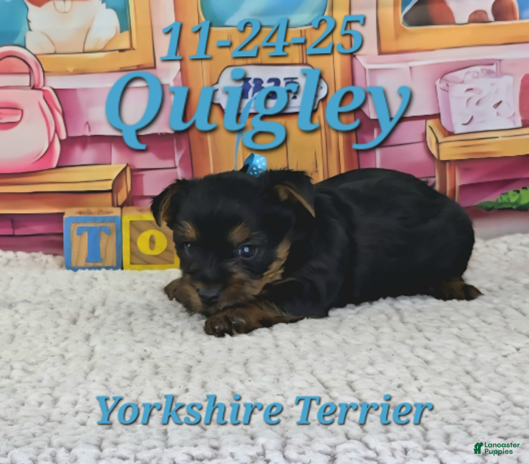 Yorkshire Terrier dogs for sale: Quigley - Ad 2