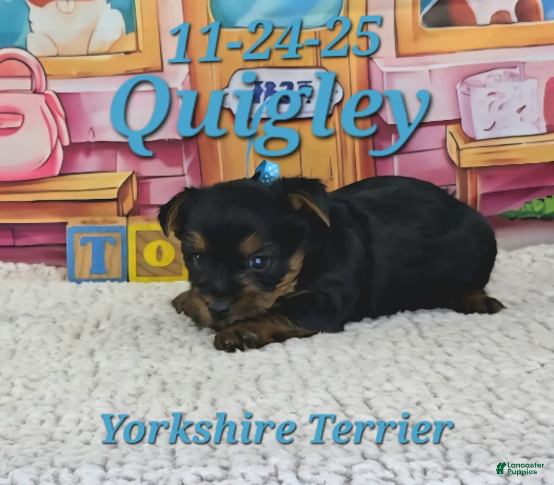 Yorkshire Terrier dogs for sale: Quigley - Ad 2