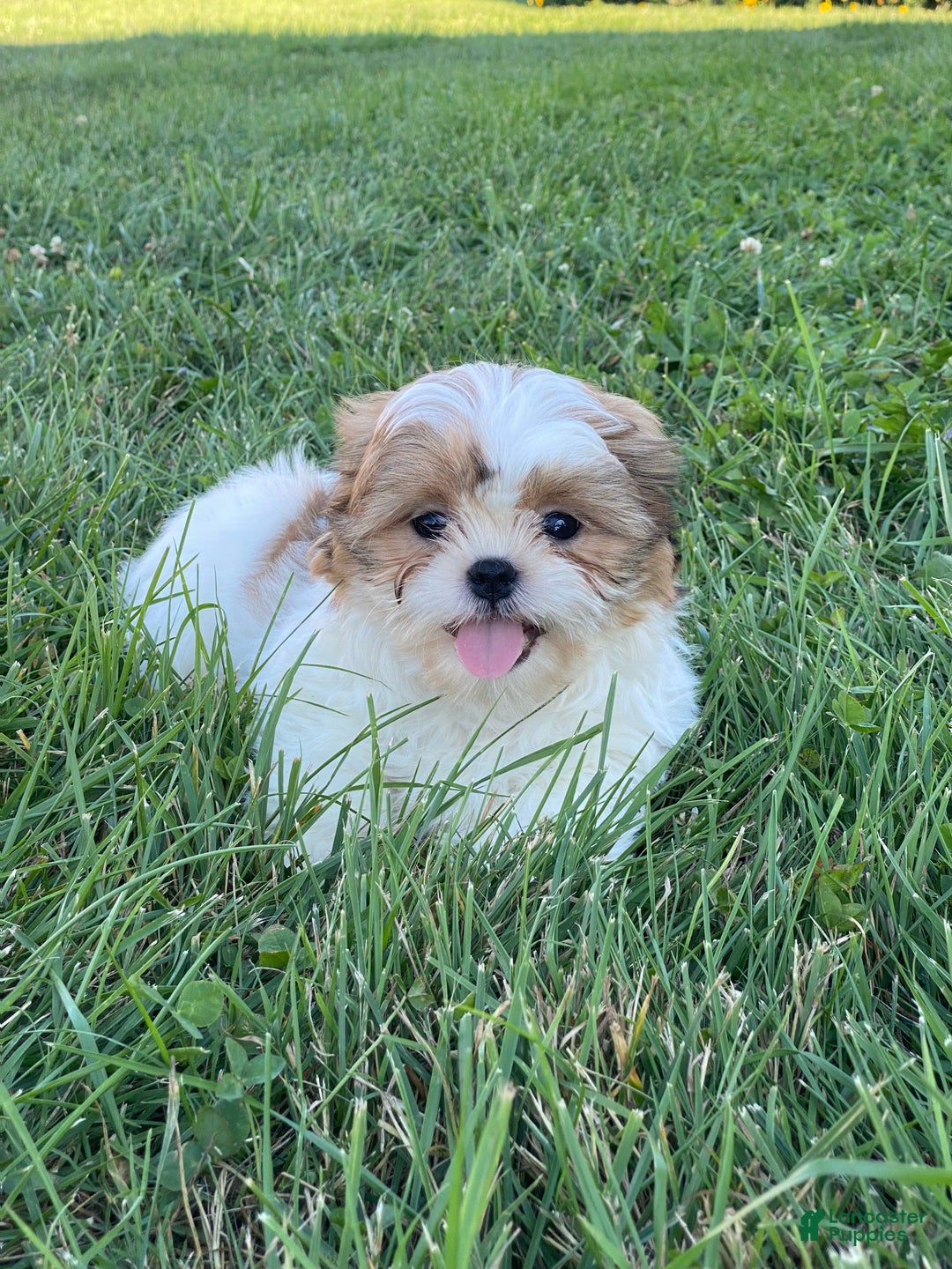 Shih Tzu dogs for sale: Steve - Ad 3