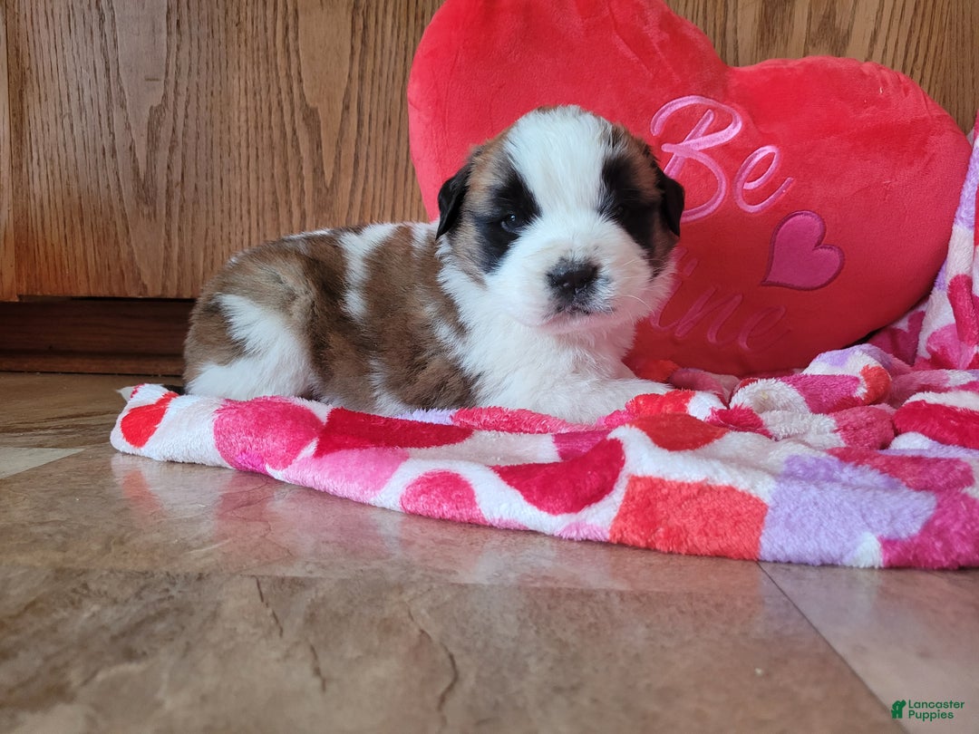 Saint Bernard dogs for sale: Beau - Ad 6