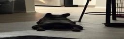 French Bulldog dogs for stud: Myylo - Ad 4