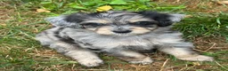 Mini Bernedoodle dogs for sale: Peeta - Ad 6