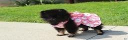 Pomeranian dogs for sale: Connie  - Ad 3