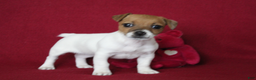 Jack Russell Terrier dogs for sale: Jack Russell Terrier Puppy 1 - Ad 7