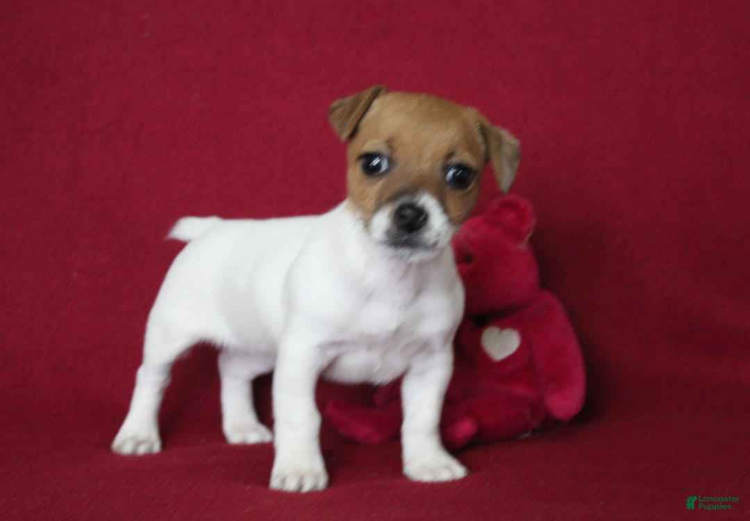 Jack Russell Terrier dogs for sale: Jack Russell Terrier Puppy 1 - Ad 7