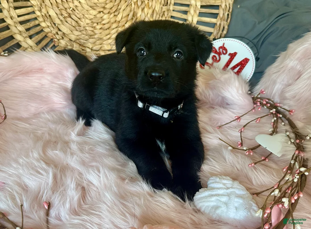 German Shepherd dogs for sale: Aster - Ad 1