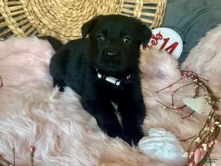 German Shepherd dogs Aster - Ad 3