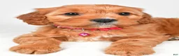 Cavapoo dogs for sale: Kylie - Ad 6