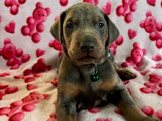 Doberman Pinscher dogs GENETIC HEALTH TESTED- JASPER - Ad 5