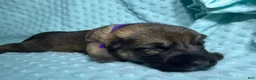 German Shepherd dogs for sale: Daisy - Ad 52
