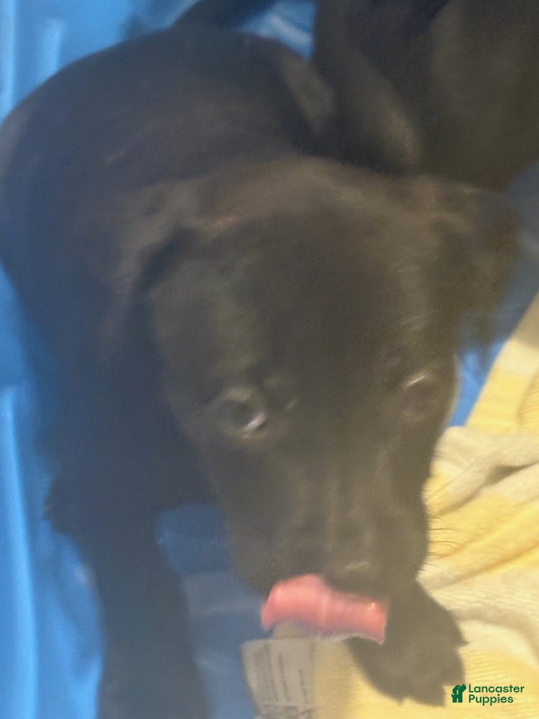 American Pit Bull Terrier dogs for sale: Buddy - Ad 1