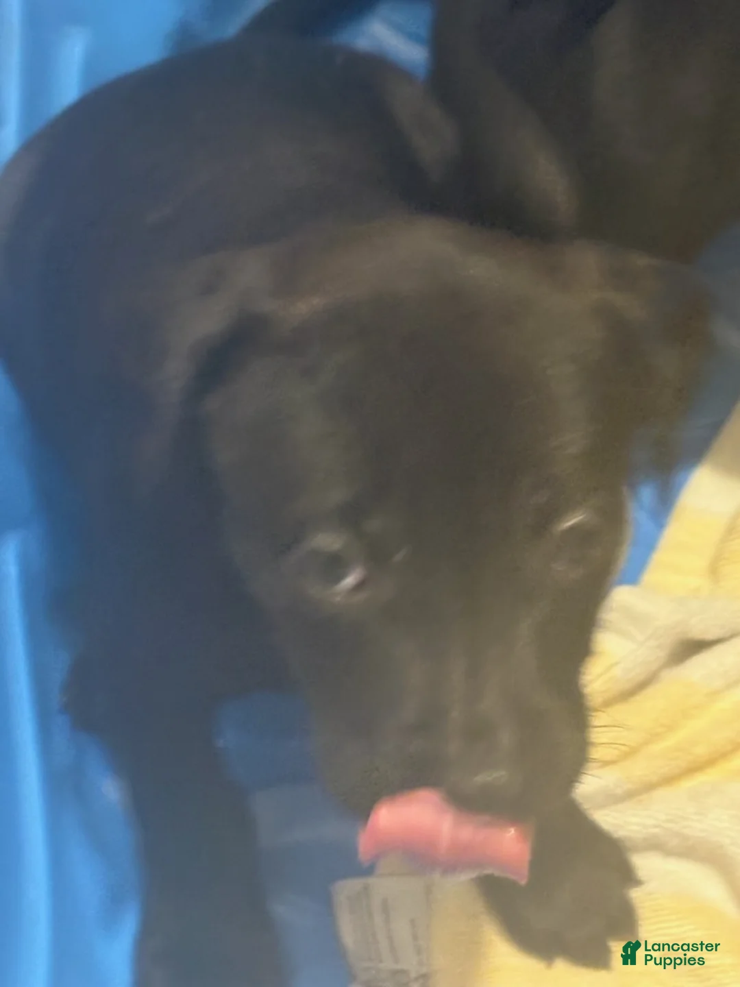 American Pit Bull Terrier dogs for sale: Buddy - Ad 1