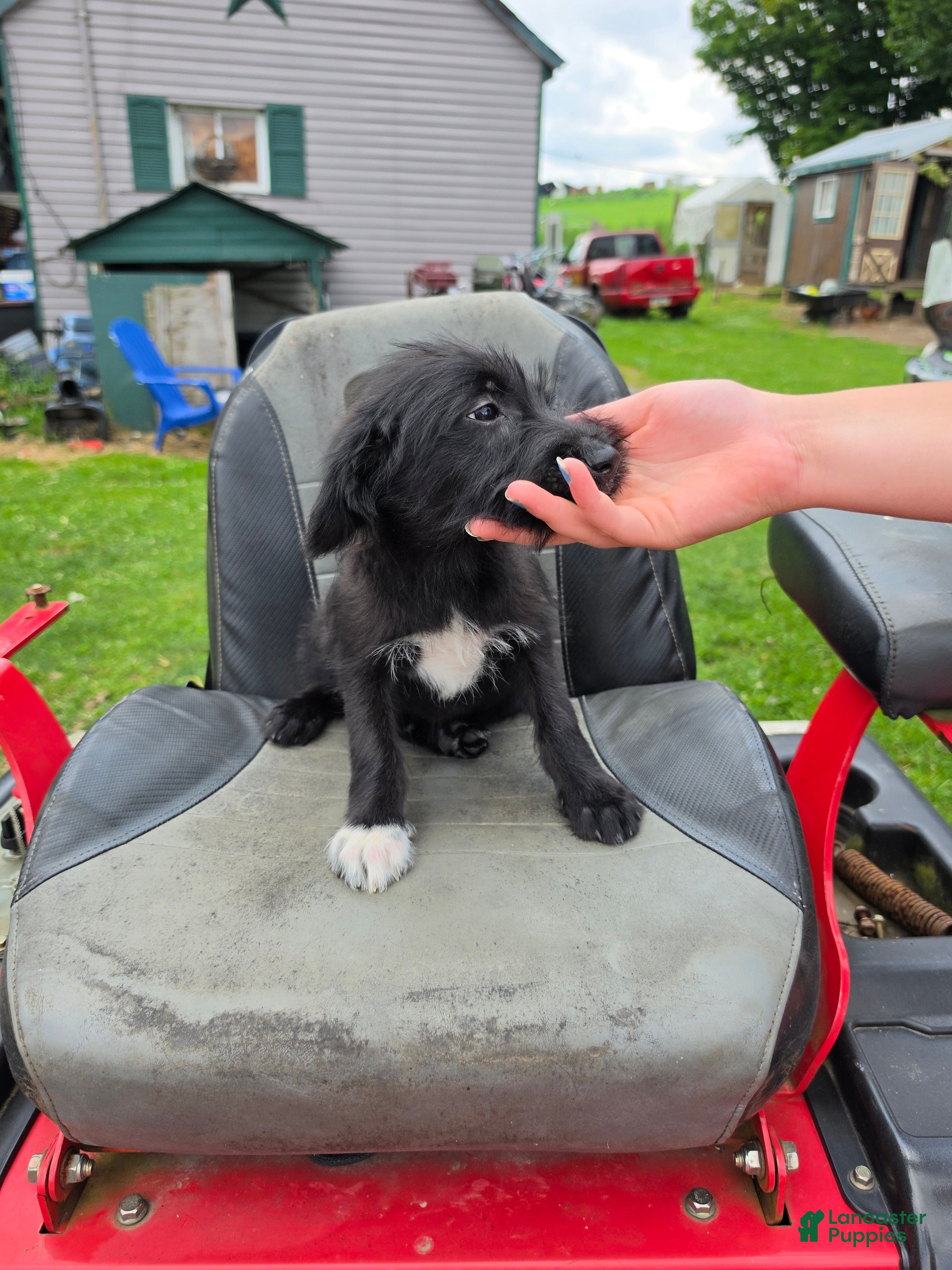 Mixed Breed dogs Boy 1 - Blue - Ad 16
