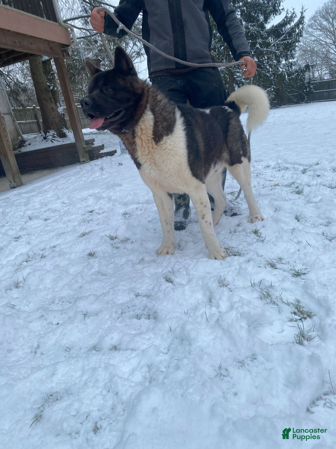 Akita dogs for sale: Melody - Ad 6