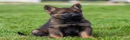 German Shepherd dogs for sale: Sarge German Shepherd Puppy  - Ad 6