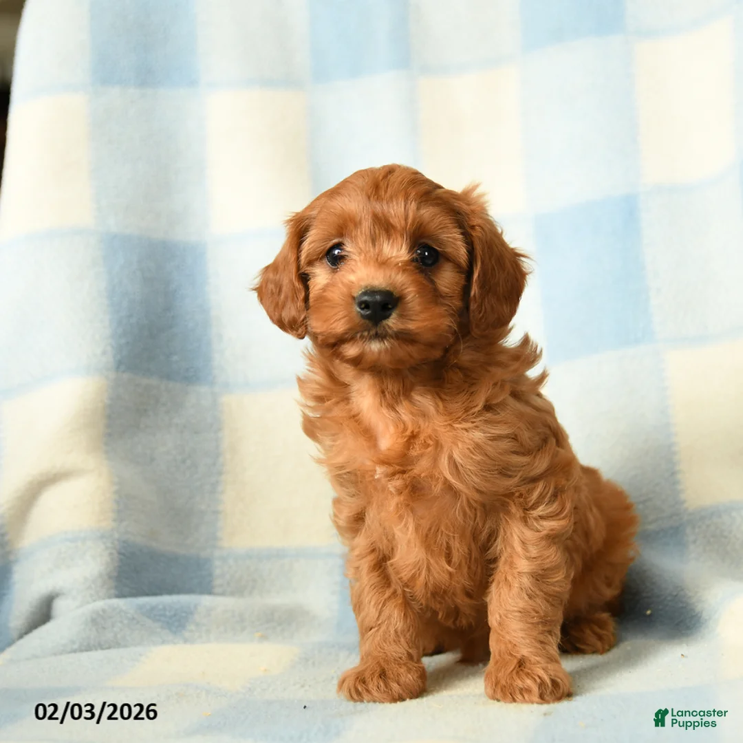 Cavapoo dogs for sale: Chaos - Ad 3