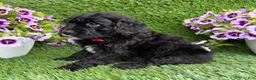 Mini Goldendoodle dogs for sale: Abby - Ad 5