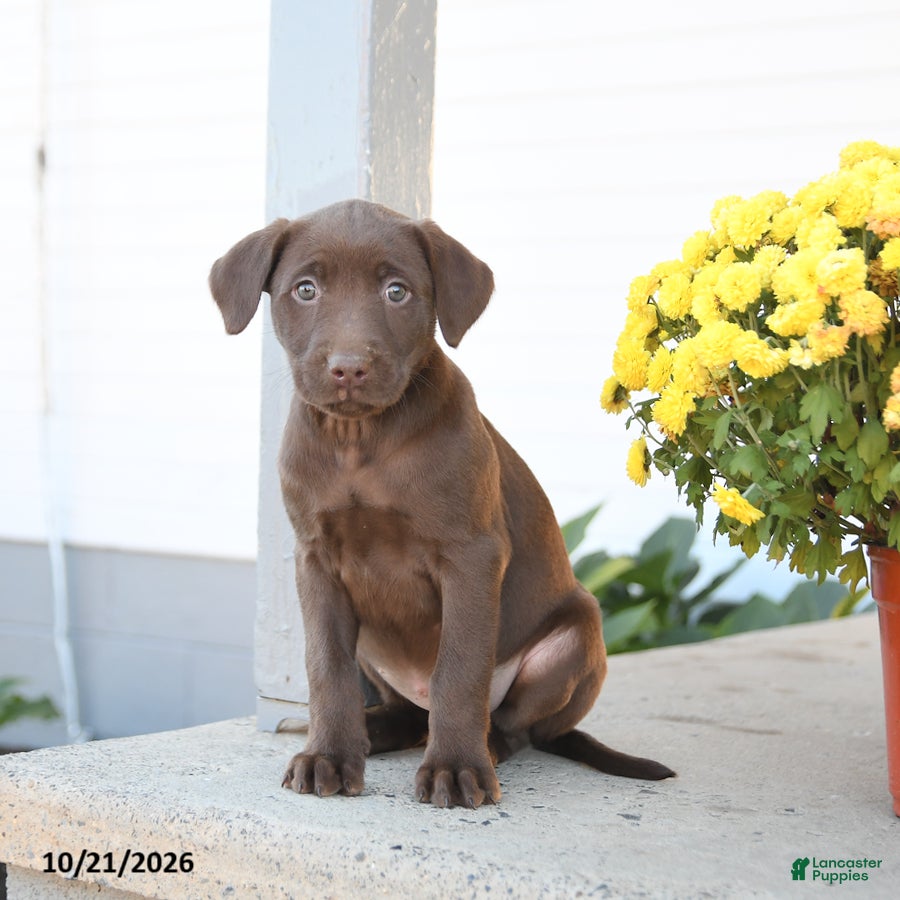 Labrador Retriever dogs for sale: Liberty - Ad 2
