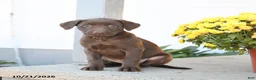 Labrador Retriever dogs for sale: Liberty - Ad 2