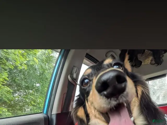 Miniature Dachshund dogs for sale: Poppyseed - Ad 2